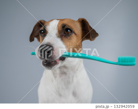 Playful Dog Holding a Toothbrush in Its Mouth.  132942059