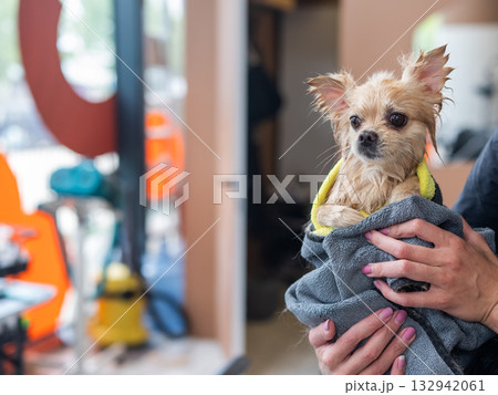 A wet Pomeranian is dried off in a grooming salon. A wet Pomeranian is dried off in a grooming salon. 132942061