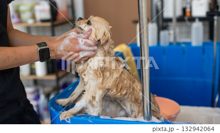 Cute Pomeranian at the grooming. Dog in the shower.  132942064