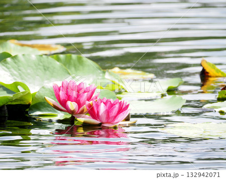 美しく咲く睡蓮の花 美しく咲く睡蓮の花 132942071