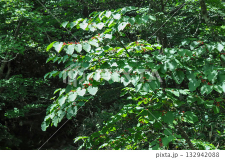 Viburnum furcatum, forked viburnum with white flowers blooming in May, deciduous small tree photographed in Korea. Viburnum furcatum, forked viburnum with white flowers blooming in May, deciduous small tree photographed in Korea. 132942088