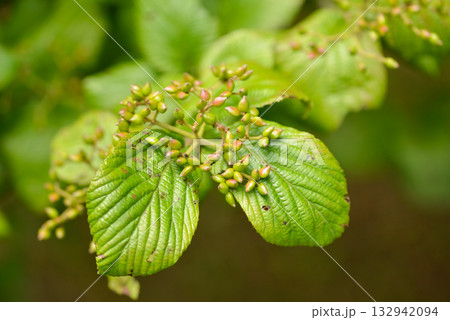 Viburnum furcatum, forked viburnum with white flowers blooming in May, deciduous small tree photographed in Korea. 132942094