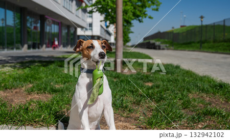 Adorable Dog with Waste Bag Ready for a Walk.  132942102