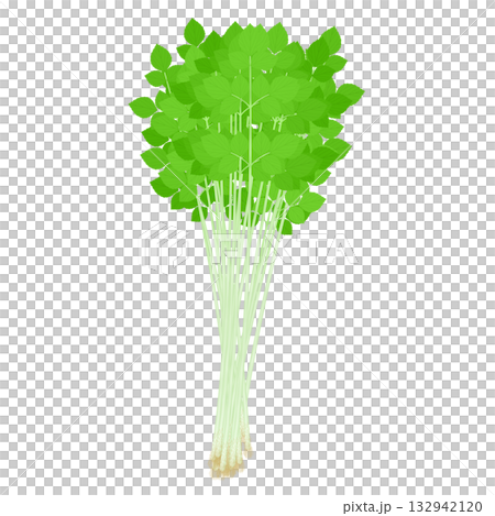 春季七種草藥插圖，歐芹 132942120