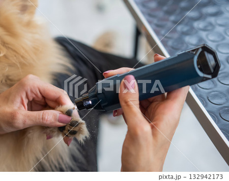 A groomer files the claws of a Pomeranian with an electronic device in a grooming salon. A groomer files the claws of a Pomeranian with an electronic device in a grooming salon. 132942173