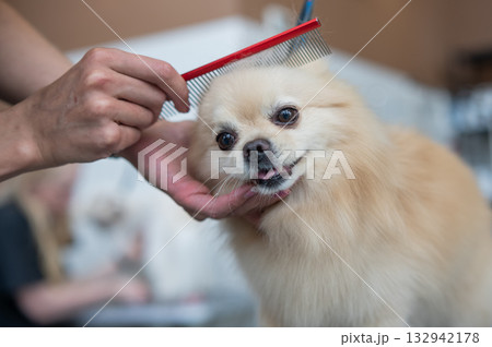 A Pomeranian is combed in a grooming salon. A Pomeranian is combed in a grooming salon. 132942178