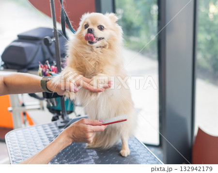 A Pomeranian is combed in a grooming salon. 132942179
