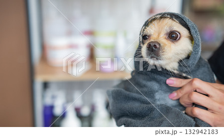 A wet Pomeranian is dried off in a grooming salon. 132942183