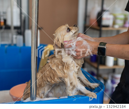 Cute Pomeranian at the grooming. Dog in the shower. Cute Pomeranian at the grooming. Dog in the shower. 132942184