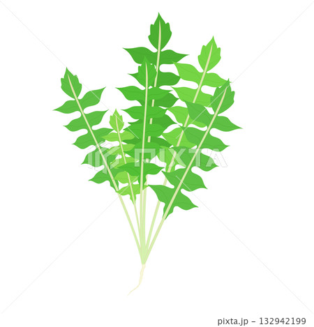 春の七草_ナズナのイラスト 春の七草_ナズナのイラスト 132942199