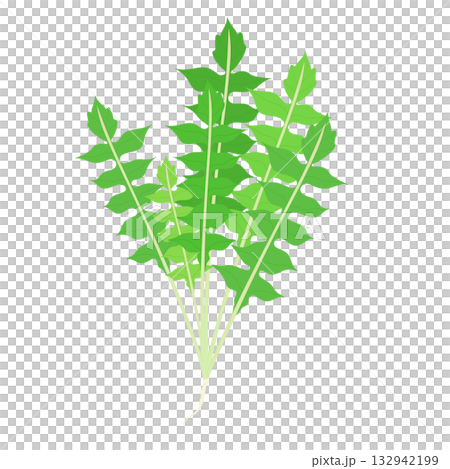 春の七草_ナズナのイラスト 春の七草_ナズナのイラスト 132942199