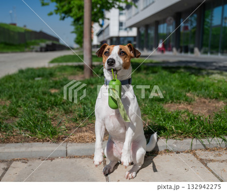 Adorable Dog with Waste Bag Ready for a Walk. Adorable Dog with Waste Bag Ready for a Walk. 132942275