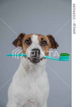 Playful Dog Holding a Toothbrush in Its Mouth.  132942289