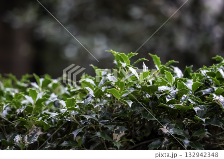 ヒイラギ（柊） 132942348