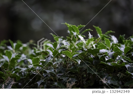 ヒイラギ(柊) ヒイラギ(柊) 132942349