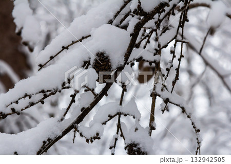Snow-covered branches display pine cones in a tranquil winter landscape highlighting nature's beauty during a quiet snowfall in a forest setting Snow-covered branches display pine cones in a tranquil winter landscape highlighting nature's beauty during a quiet snowfall in a forest setting 132942505
