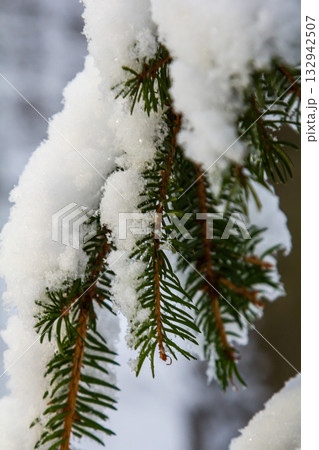 Snow-covered pine branches glisten in the winter sunlight at a forest location during the cold season 132942507