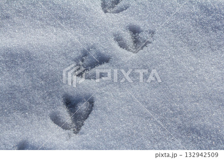 Animal tracks in fresh snow showcase the beauty of nature in a winter landscape 132942509