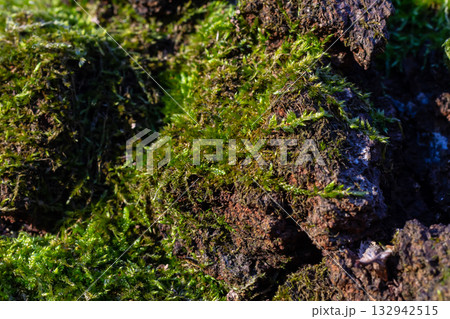 Close-up view of vibrant green moss growing on rocky surface in natural light during early morning hours 132942515