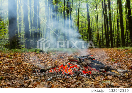 Wooden fire burns brightly in a serene forest clearing surrounded by tall trees and fallen leaves during a calm autumn day Wooden fire burns brightly in a serene forest clearing surrounded by tall trees and fallen leaves during a calm autumn day 132942539