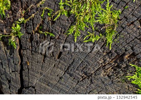 Close-up view of a tree stump covered in vibrant green moss with detailed wood texture and age rings visible in a sunny forest setting Close-up view of a tree stump covered in vibrant green moss with detailed wood texture and age rings visible in a sunny forest setting 132942545