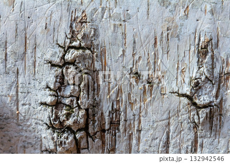 Textured surface of weathered wood featuring cracks and peeling layers captured in natural light during the afternoon Textured surface of weathered wood featuring cracks and peeling layers captured in natural light during the afternoon 132942546