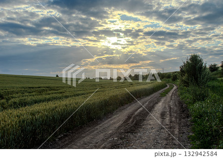 Sunlight breaks through clouds over a winding dirt path in a wheat field during late afternoon in a rural landscape setting 132942584