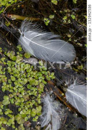 Delicate white feathers scattered on a calm water surface surrounded by green aquatic plants in a serene natural setting Delicate white feathers scattered on a calm water surface surrounded by green aquatic plants in a serene natural setting 132942586
