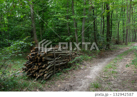Wooden logs stacked neatly alongside a dirt path in a lush green forest during daylight hours creating a serene natural setting Wooden logs stacked neatly alongside a dirt path in a lush green forest during daylight hours creating a serene natural setting 132942587