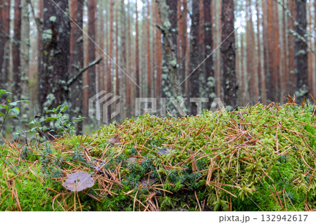 Moss is green against a forest background, a natural natural podium for advertising. Moss is green against a forest background, a natural natural podium for advertising. 132942617