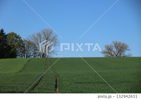 Field of green grass with two trees in the background 132942631