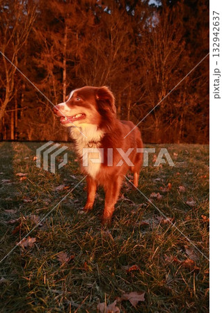 A brown and white dog is standing in a field of grass A brown and white dog is standing in a field of grass 132942637
