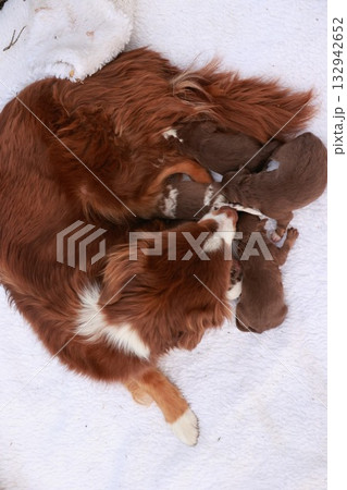 A mother dog is laying on a white blanket with her puppies A mother dog is laying on a white blanket with her puppies 132942652