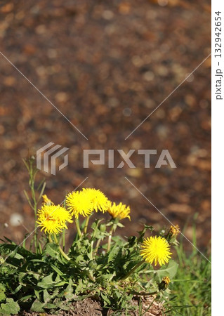 Bunch of yellow flowers are growing in a field 132942654