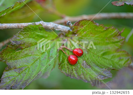 Viburnum koreanum, Korean viburnum with white flowers and red autumn foliage, a native deciduous shrub of Korea. 132942655