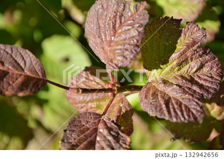 Viburnum koreanum, Korean viburnum with white flowers and red autumn foliage, a native deciduous shrub of Korea. Viburnum koreanum, Korean viburnum with white flowers and red autumn foliage, a native deciduous shrub of Korea. 132942656