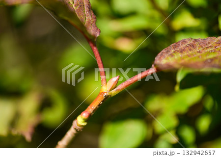 Viburnum koreanum, Korean viburnum with white flowers and red autumn foliage, a native deciduous shrub of Korea. 132942657