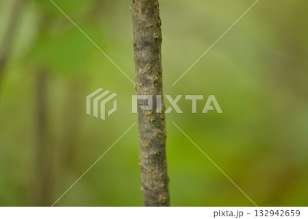 Viburnum koreanum, Korean viburnum with white flowers and red autumn foliage, a native deciduous shrub of Korea. 132942659