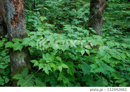 Viburnum koreanum, Korean viburnum with white flowers and red autumn foliage, a native deciduous shrub of Korea. 132942662