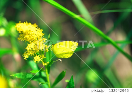 セイタカアワダチソウの黄色い花にとまるモンキチョウ 132942946