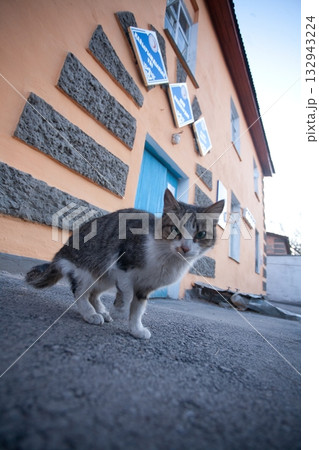 Little Kitten Homeless on street 132943224