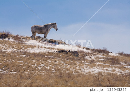 A beautiful horse in nature landscape. A beautiful horse in nature landscape. 132943235