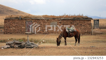 A beautiful horse in nature landscape. A beautiful horse in nature landscape. 132943253