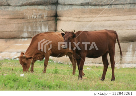 Close up view of beef cattle grazing outside the farm. 132943261