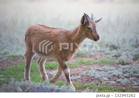 sheep and goats on pasture sheep and goats on pasture 132943262