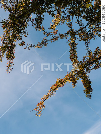 Branches adorned with ripe berries and shimmering golden leaves cascade against vibrant blue sky, evoking serene and picturesque autumn scene filled with natural beauty. Golden leaved branches Branches adorned with ripe berries and shimmering golden leaves cascade against vibrant blue sky, evoking serene and picturesque autumn scene filled with natural beauty. Golden leaved branches 132943360