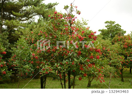 Viburnum koreanum, Korean viburnum with white flowers and red autumn foliage, a native deciduous shrub of Korea. Viburnum koreanum, Korean viburnum with white flowers and red autumn foliage, a native deciduous shrub of Korea. 132943463