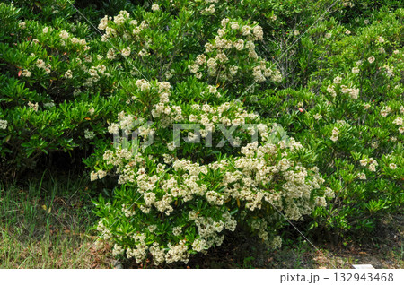 Viburnum koreanum, Korean viburnum with white flowers and red autumn foliage, a native deciduous shrub of Korea. Viburnum koreanum, Korean viburnum with white flowers and red autumn foliage, a native deciduous shrub of Korea. 132943468