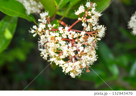 Viburnum koreanum, Korean viburnum with white flowers and red autumn foliage, a native deciduous shrub of Korea. 132943470