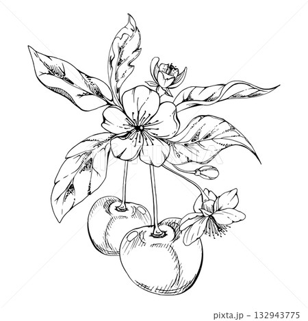 Sweet sour line cherry with plant leaves, white flowers, hand drawn vector ink, cerise berry on stems in clusters. Isolated composition illustration. Restaurant, cafe menu, wedding, farmers market 132943775